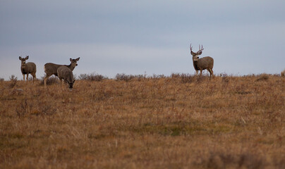 Montana mule deer herd on a ridge