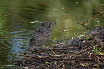 Young fluffy starling by the water on a hot day
