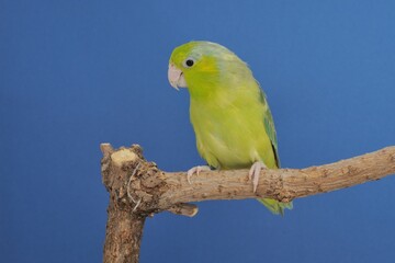Ein Blaugenick-Sperlingspapagei Schecke der Grünreihe   (Forpus coelestis) in der Voliere.
