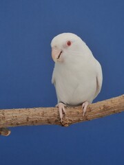 Ein Blaugenick-Sperlingspapagei Albino  (Forpus coelestis) in der Voliere.