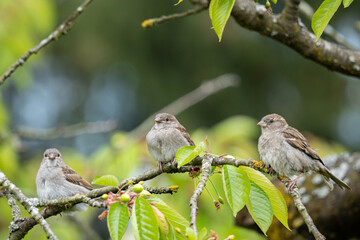 Three sparrows on a cherry branch