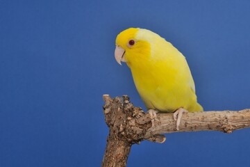 Ein Blaugenick-Sperlingspapagei Lutino (Forpus coelestis) in der Voliere.