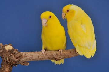Ein Paar Blaugenick-Sperlingspapagei Lutino (Forpus coelestis) in der Voliere.