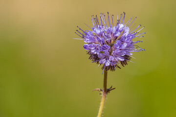 Close-up of blue phacelia (Phacelia tanacetifolia) flowers on green-yellow background with bokeh effect
