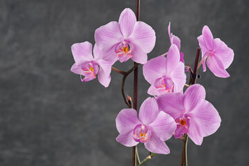 Fototapeta na wymiar Beautiful pink Phalaenopsis orchid flower. Luxury Rose Orchidea variety on gray background.
