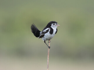 Cock-tailed Tyrant – Alectrurus tricolor - Galito