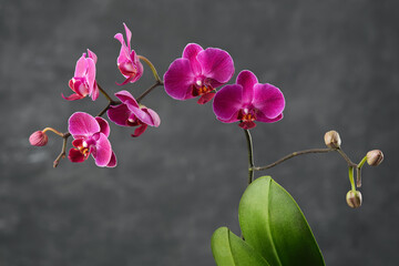 Beautiful purple Phalaenopsis orchid flower. Luxury mini Orchidea of Jewel variety on gray background.