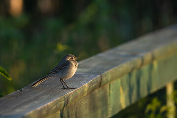 Wagtail flight thoughtfully standing on a wooden railing
