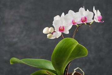 Beautiful white Phalaenopsis orchid flower. Luxury Orchidea of Red Lip variety on gray background.