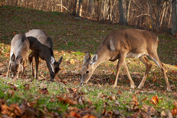 Obraz na płótnie Canvas Whitetail deer family meal