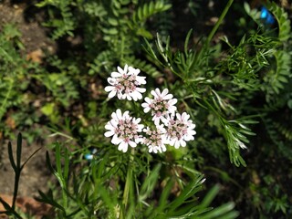 flowers in the forest