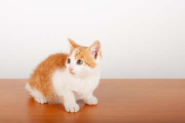 Orange small domestic kitten  sitting on alder board on white background, studio shoot.