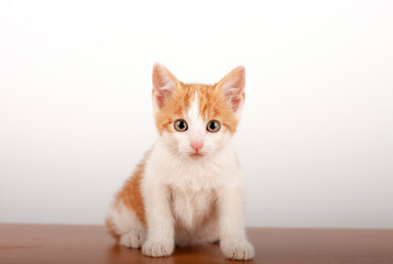 Orange small domestic kitten sitting on alder board on white background, studio shoot.