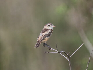 Cock-tailed Tyrant – Alectrurus tricolor - Galito