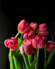 Red tulip flowers in a dark background and natural light romantic beautiful
