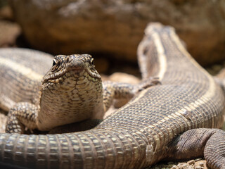 The lioness follows the prey.