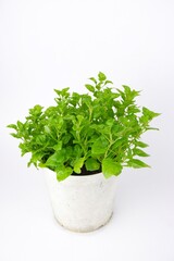 Naklejka premium watercress on white pot isolated on white background.