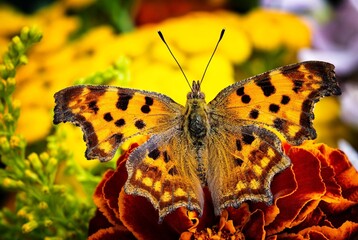 butterfly on flower