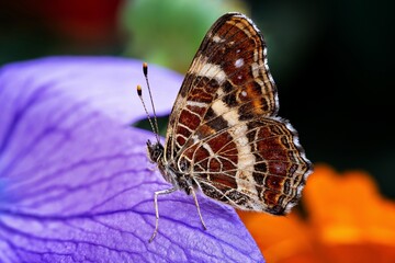butterfly on a flower
