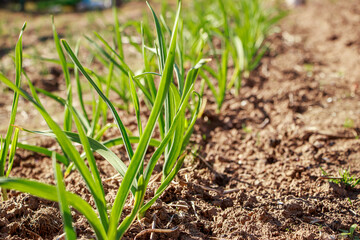 First greens grow in the garden in spring. Gardening and growing farm vegetables. Rural life.