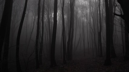 Foggy forest in winter. Gimbal shot.