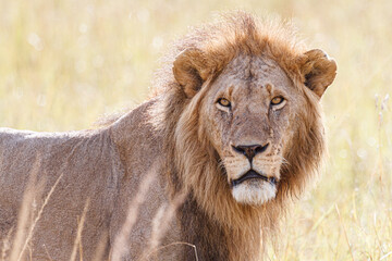 サバンナの雄ライオン