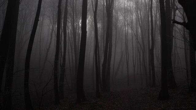 Foggy forest in winter. Gimbal shot.