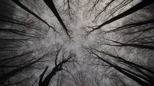 Looking up into forest with spooky branches in foggy day