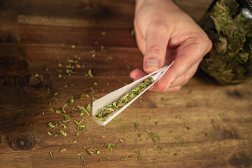 Man rolling marijuana cannabis joint in coffee shop Amsterdam with CBD weed buds in glass jars. - obrazy, fototapety, plakaty