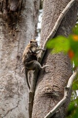 Eine Affenfamilie mit Mutter und Kind im malaysischen Dschungel