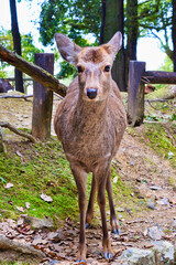 奈良公園の鹿 
Deer in Nara Park,Japan