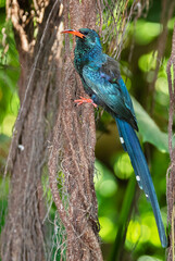 Green wood hoopoe perched on a tree branch