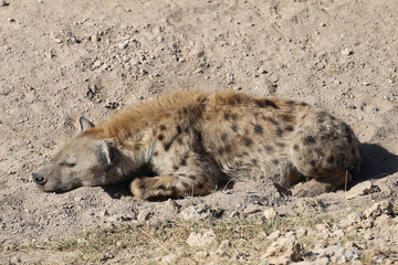 sleeping spotted hyena