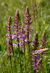 Fototapeta premium Händelwurz, Gewöhnliche Händelwurz (Gymnadenia conopsea), Gruppe, blühend