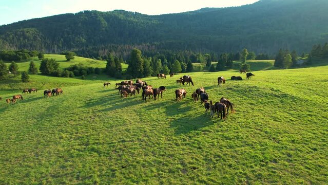 AERIAL, LENS FLARE: Golden summer evening sunbeams shine on a herd of horses grazing in the country. Scenic drone point of view of young and adult horses pasturing in the lush green meadow at sunrise.