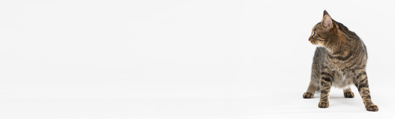 A multiracial she-cat stands facing the camera and looks to the side. Panoramic frame.