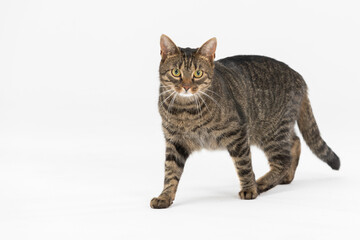 She-cat walks across the white background and looks straight into the camera.