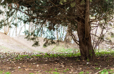 Pieces of white bread lie on dry leaves under a large tree.