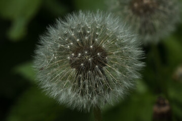 dandelion head