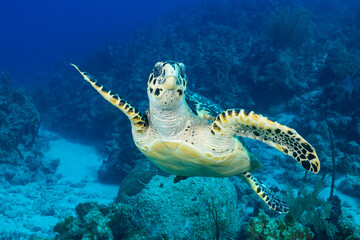 A closeup shot of a hawksbill turtle conveniently facing the camera. These gentle creatures are at home on the reefs of the Cayman Islands where this picture was taken