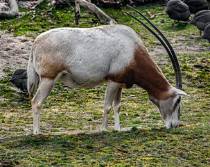 Arabian oryx on the lawn. Also known as wnite oryx. Latin Name - Oryx leucoryx	
