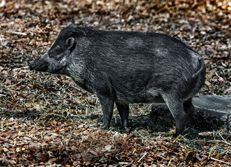 White-lipped peccary in the enclosure. Latin name - Tayassu pecari	
