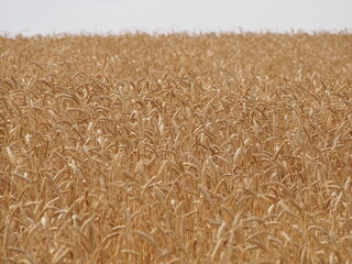 golden wheat field
