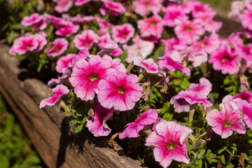 Petunia. Beautiful lush Petunia bushes bloom in the summer garden.