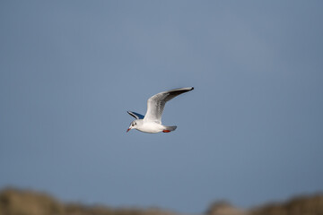 Black headed seagull