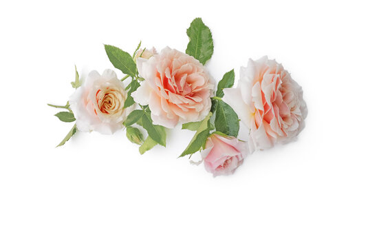 Geschnittene rosen arrangiert auf weißem Hintergrund, 3d-Effekt