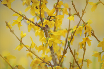 a bush of yellow blooming forsythia with flowers
