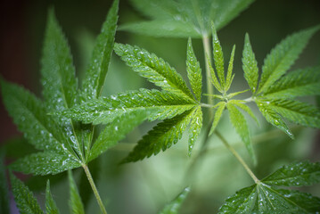 Marijuana (Spanish marijuana, marihuana), the official name of cannabis is a psychoactive drug derived from hemp, psychedelic type.