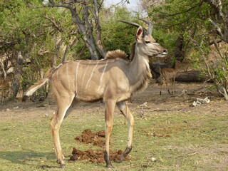 Portrait of a juvenile male greater kudu, Chobe NP