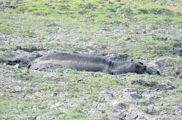 A hippopotamus is bathing in the mud at Chobe NP